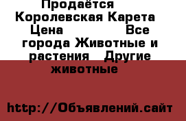 Продаётся!     Королевская Карета › Цена ­ 300 000 - Все города Животные и растения » Другие животные   